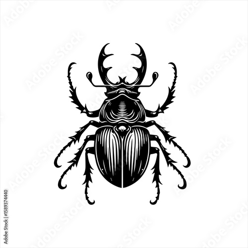 A beetle is isolated on white background