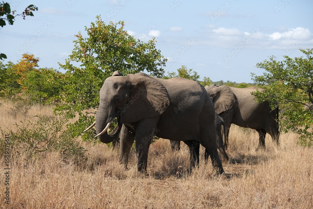 Majestic African Elephant in Kruger National Park Majestic African Elephant in Kruger National Park