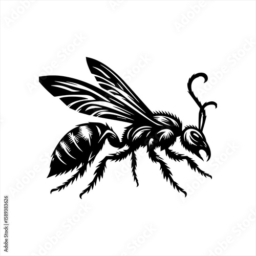 A wasp is ready to sting