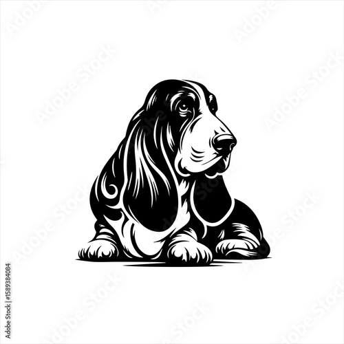 Basset hound isolated on white background