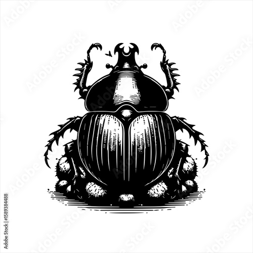 A scarab beetle on white