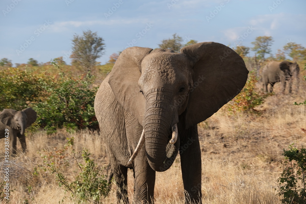 Fototapeta premium Majestic African Elephant in Kruger National Park