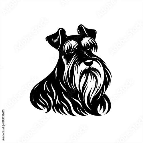 A schnauzer dog portrait isolated on white background