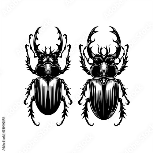 Two beetles isolated on white background in a monochrome illustration