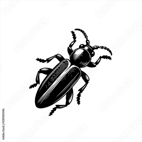 A detailed beetle illustration is isolated on white background