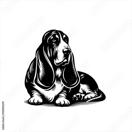 A vintage engraving of a basset hound isolated on white background