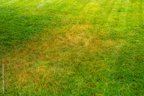 Yellowed lawn from insufficient watering on hot days. yellowed grass