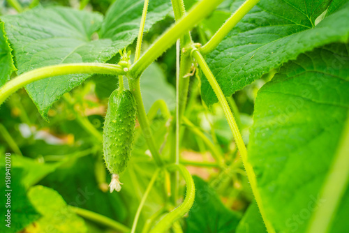 Young cucumber growing on a plantation in a greenhouse, close-up