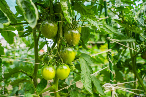 Green tomatoes hanging on the vegetable garden bed, close-up. A fruitful harvest of tomatoes