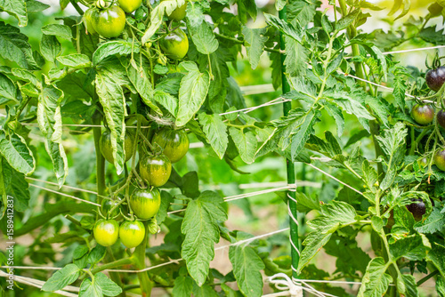 Green tomatoes hanging on the vegetable garden bed, close-up. A fruitful harvest of tomatoes