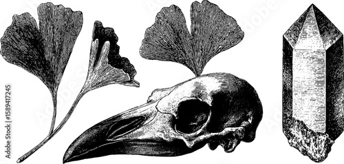 Vintage engraved illustration of ginkgo biloba leaves, bird skull, and quartz crystal for retro design