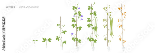 Visualizing cowpea growth stages from seed to harvest