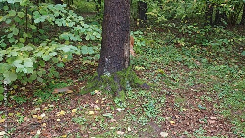 Squirrels with fluffy tails run along a moss-covered tree trunk in a city park. Then they search among the fallen leaves and grass for seeds of cones and plants to eat. Cloudy autumn weather