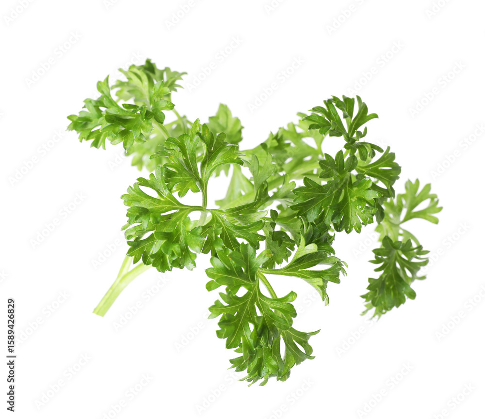 Obraz premium Sprig of fresh parsley isolated on white
