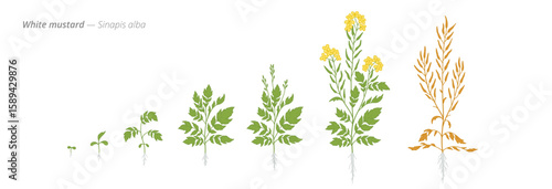 Growth stages of white mustard from seed to harvest