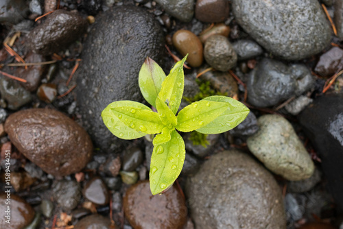 Wallpaper Mural new growth Torontodigital.ca