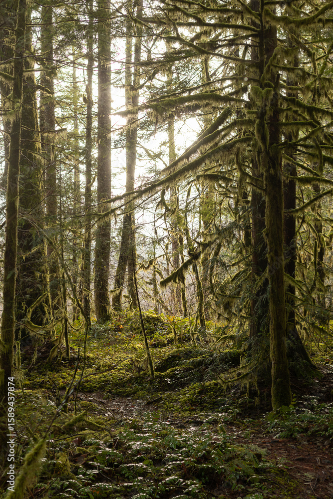 Fototapeta premium Moss Dream