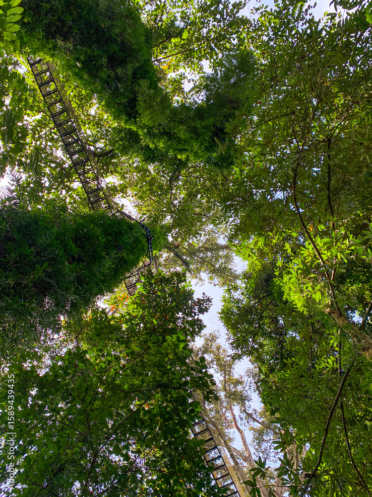 Fototapeta premium Canopy Walk, zipline and biking in the tropical rainforest jungle, La Foret in Laos
