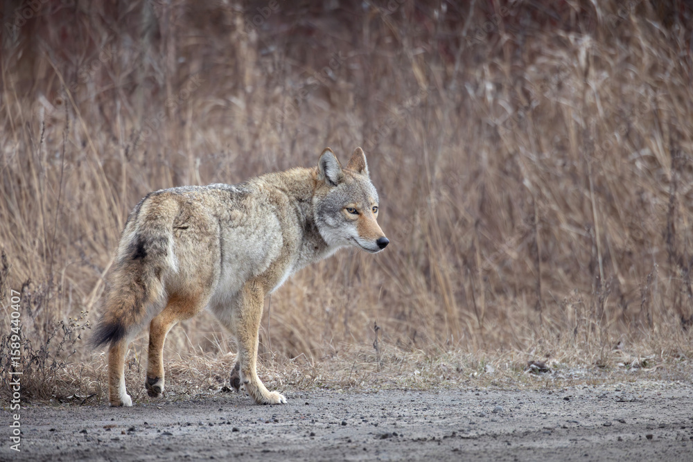 Obraz premium North American coyote Canis latrans glances back as it walks away on a dirt road