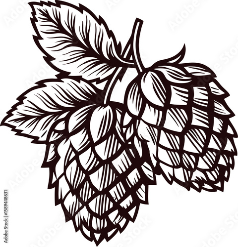 Hand drawn vintage hops plant illustration with leaves and cones in detailed engraved botanical
