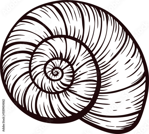 Hand drawn spiral seashell illustration in vintage engraved on white background