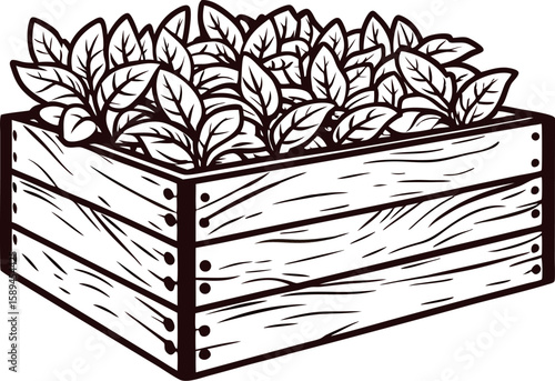 Hand drawn wooden crate filled with fresh leafy greens, vintage black and white engraved illustration