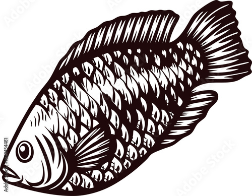 Vintage engraved illustration of tilapia fish in black and white isolated on white background