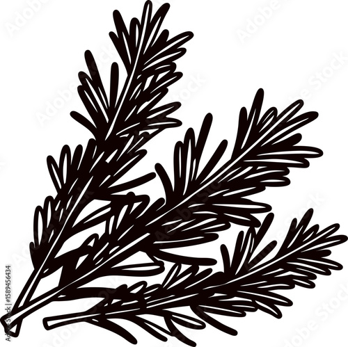 Hand drawn rosemary sprig illustration in black and white botanical herb engraving