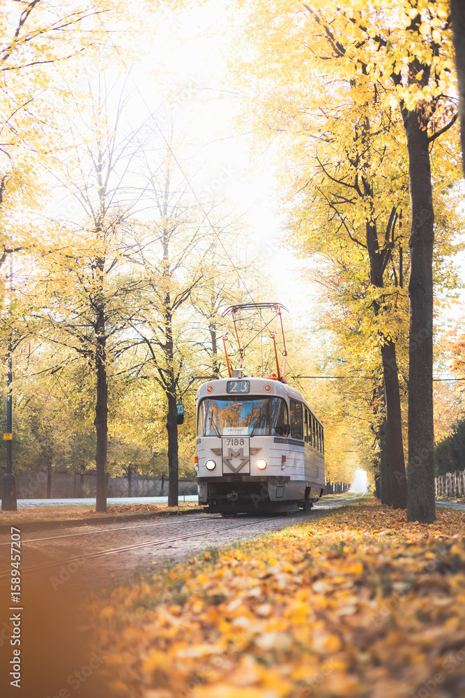 Obraz premium Vintage trams glide down a tree lined avenue ablaze with autumn hues in Prague, blending historic charm with nostalgic flair in the city iconic public transport network.