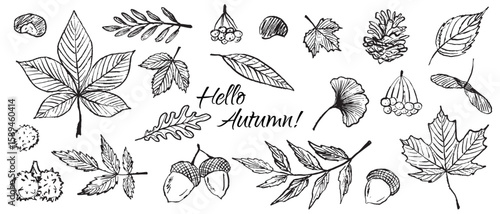 Hello autumn set of autumn leaves in black brush stroke texture isolated on white. Hand drawn vector sketch illustration in vintage charcoal ink. Rowan leaf, chestnut, Ginkgo biloba, ash, maple