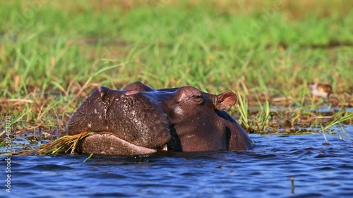 hippopotamus (Hippopotamus amphibius) feeding in Chobe River, Chobe National Park, Botswana, Africa