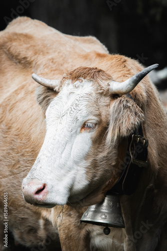 Close-up of a cow with horns and a bell in a forest