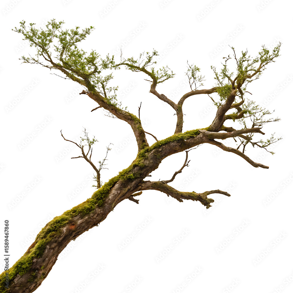 Fototapeta premium Gnarly old tree branch covered in green moss and small leaves isolated on transparent background