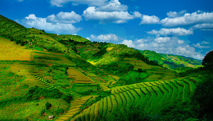 Handdoek met foto Rijstvelden Zonsopkomst rijstterrassen met dennenboom Vietnam  © nuttawutnuy
