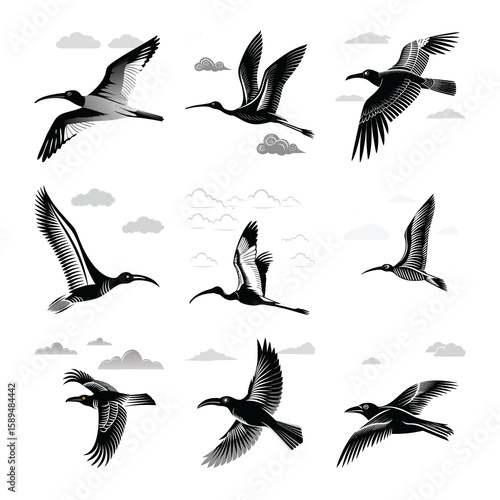 Photography set of silhouettes of birds