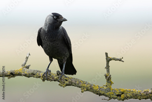 adult western jackdaw (coloeus monedula) perching on a branch found in Hortobagy National Park in Hungary