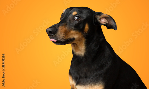 Funny black dog portrait tongue isolated on yellow background