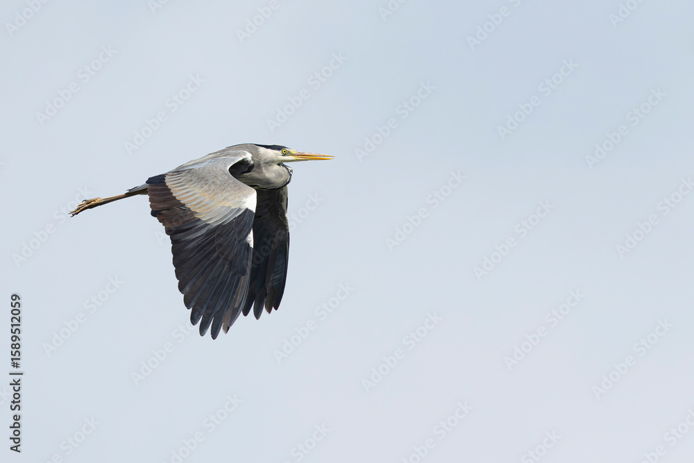 Fototapeta premium adult grey heron (ardea cinerea) in flight, found in Fehér in Hungary