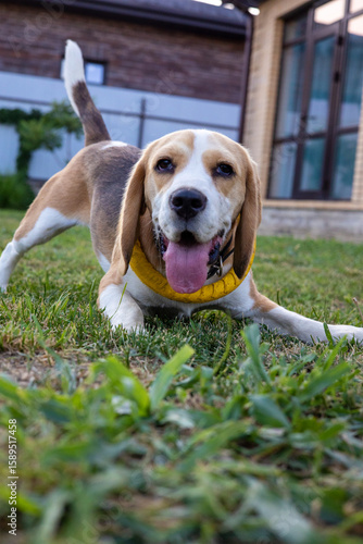 Smiling beagle playing in the sun-drenched yard on a cheerful afternoon