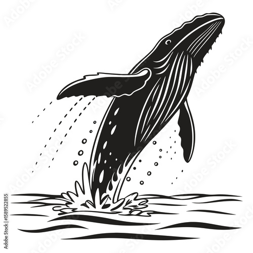 Whale breaching water black and white vector illustration