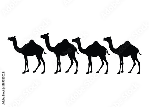 camels in the desert on white background