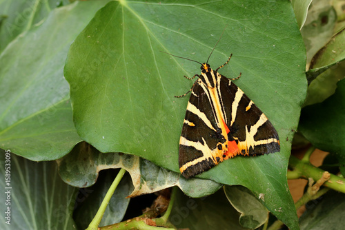 Jersey Tiger moth, Euplagia quadripunctaria in slightly orange lutescens resting on an ivy leaf