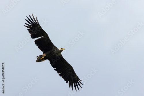 immature white-tailed eagle (haliaeetus albicilla) found in Fehér in Hungary