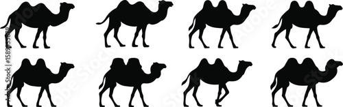 Black silhouettes of camels in various poses white set, bundle, vector, isolated on white background, cutout, png, clipping path, transparent, image, download, 2025,2026