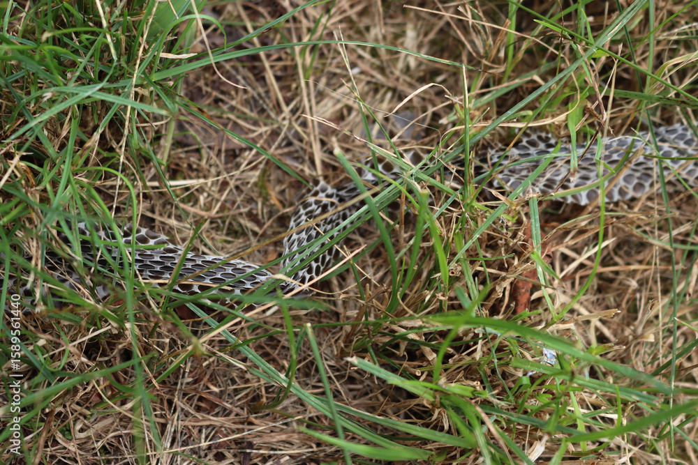 Fototapeta premium Close-up of european Hierophis viridiflavus black snake skin lying in the meadow after a snake has shed it. Western whip snake skin