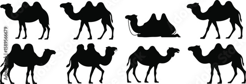 Black camel silhouettes standing and resting white animal set, bundle, vector, isolated on white background, cutout, png, clipping path, transparent, image, download, 2025,2026