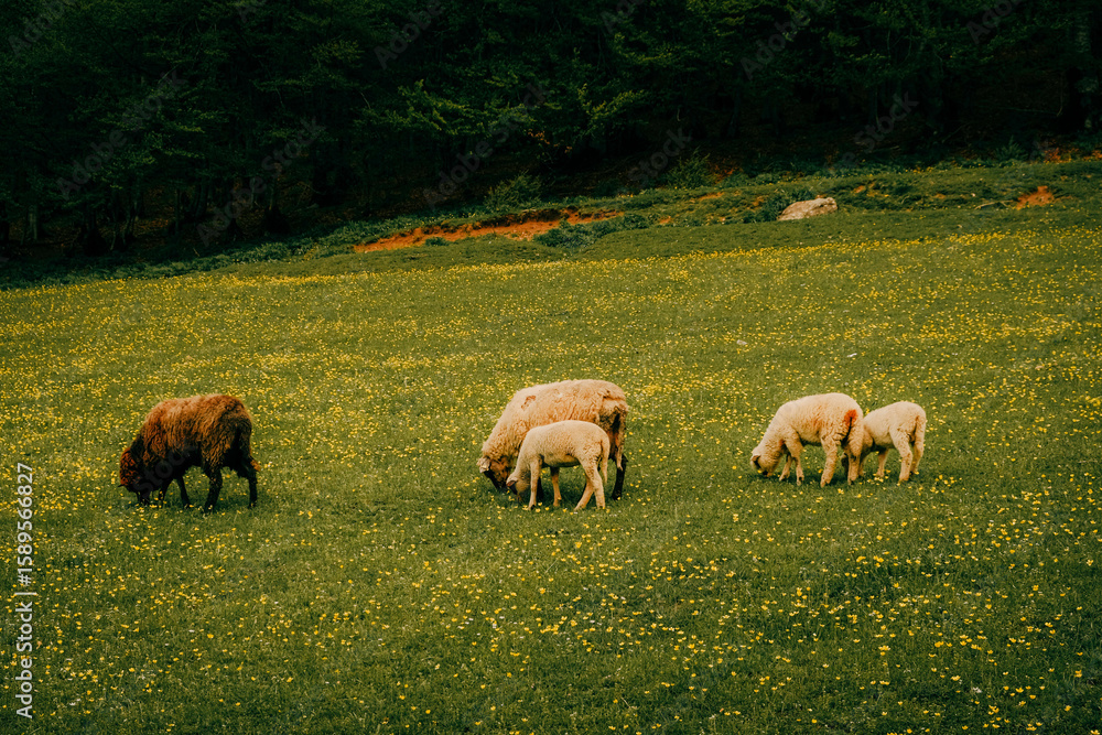 Fototapeta premium Sheep and lambs grazing peacefully on a meadow covered with tiny yellow wildflowers at the edge of a forest in the Prokletije Mountains, Montenegro. A rustic, idyllic scene of rural life in spring