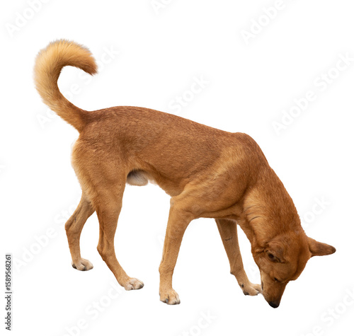 Homeless lonely dogs in the tourist places of Egypt. Red dog in search of food near the Red Sea.