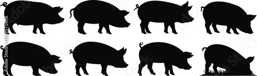 Black pig silhouettes in various poses pigs swine set, bundle, vector, isolated on white background, cutout, png, clipping path, transparent, image, download, 2025,2026
