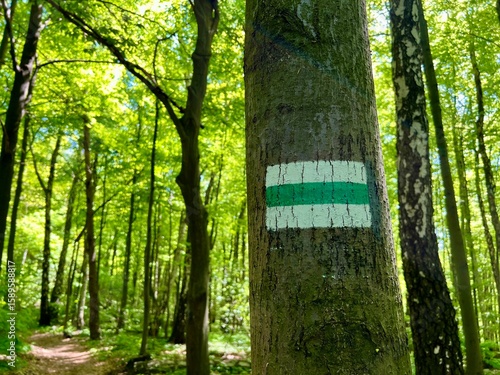 Forest trail marked with green and white stripes on tree bark, surrounded by tall trees and lush greenery. Hiking route, summer forest path, eco tourism, nature walk, outdoor adventure. Trail mark 